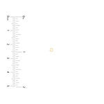 2.25mm-0.40mm Jump Ring