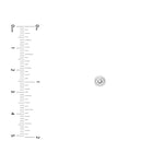 1/2tcw Round Diamond Stud Earrings